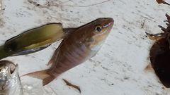 Diplectrum bivittatum