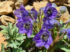 Delphinium caucasicum