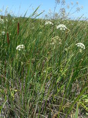 Cicuta maculata bolanderi