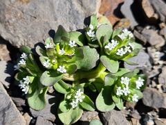 Pseudobetckea caucasica