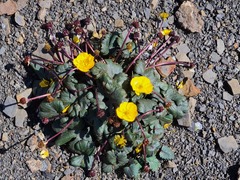 Ranunculus arachnoideus