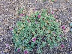 Dracocephalum botryoides