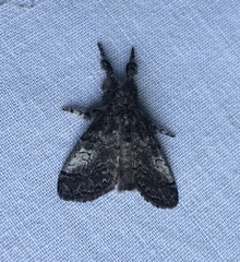 Dasychira obliquata