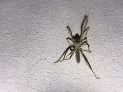 Galeodidae