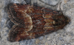 Photedes captiuncula