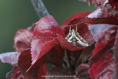 Hippotion velox