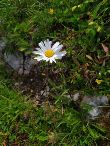 Saw-leaved Moon-daisy (Leucanthemum atratum)