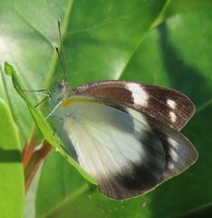 Appias epaphia contracta