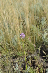 Reticulatobulbosa