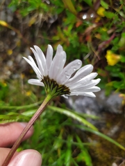 Leucanthemum atratum, photograph (c) carnifex, some rights reserved (CC BY)