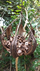 Aristolochia maxima