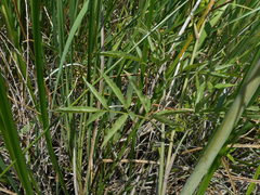 Cicuta maculata bolanderi