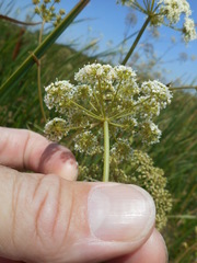 Cicuta maculata bolanderi