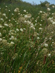 Cicuta maculata bolanderi