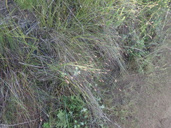 Hypodiscus willdenowia