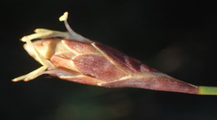 Hypodiscus willdenowia