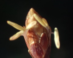 Hypodiscus willdenowia