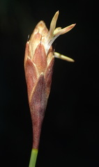 Hypodiscus willdenowia