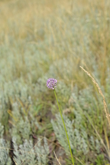 Reticulatobulbosa