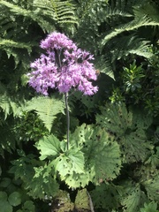 Adenostyles alliariae