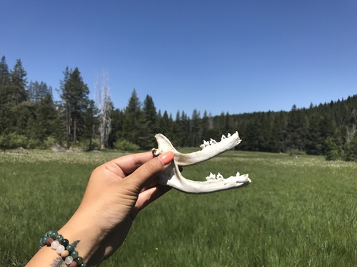iNaturalist observation photo of Wolves and Dogs