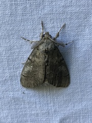 Dasychira obliquata