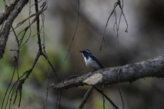 Ficedula superciliaris