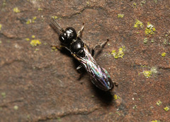 Crossocerus