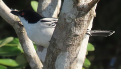 Dryoscopus cubla cubla