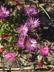 Lampranthus aduncus