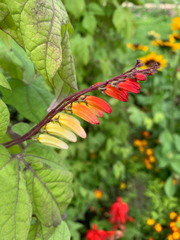 Ipomoea lobata