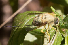 Eulonchus smaragdinus