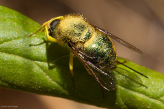 Eulonchus smaragdinus