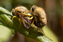 Eulonchus smaragdinus