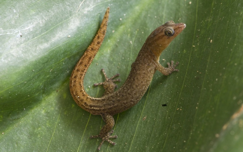 Saba Least Gecko