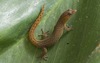 Saba Least Gecko - Photo (c) D. Sikes, some rights reserved (CC BY-SA)