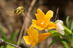 Eulonchus smaragdinus