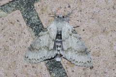 Calliteara lunulata