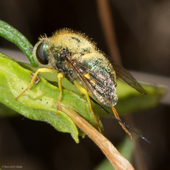 Eulonchus smaragdinus