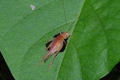 Aphonoides rufescens