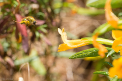 Eulonchus smaragdinus