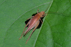 Aphonoides rufescens