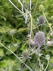 Eryngium planum