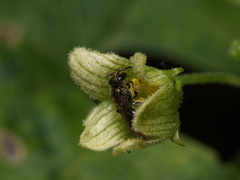 Dialictus