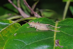 Aphonoides rufescens