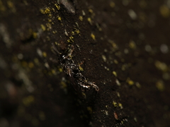Crossocerus