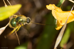 Eulonchus smaragdinus