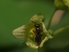 Dialictus