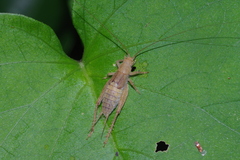 Aphonoides rufescens