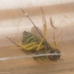 Eulonchus smaragdinus